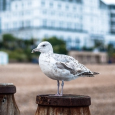 Seagull