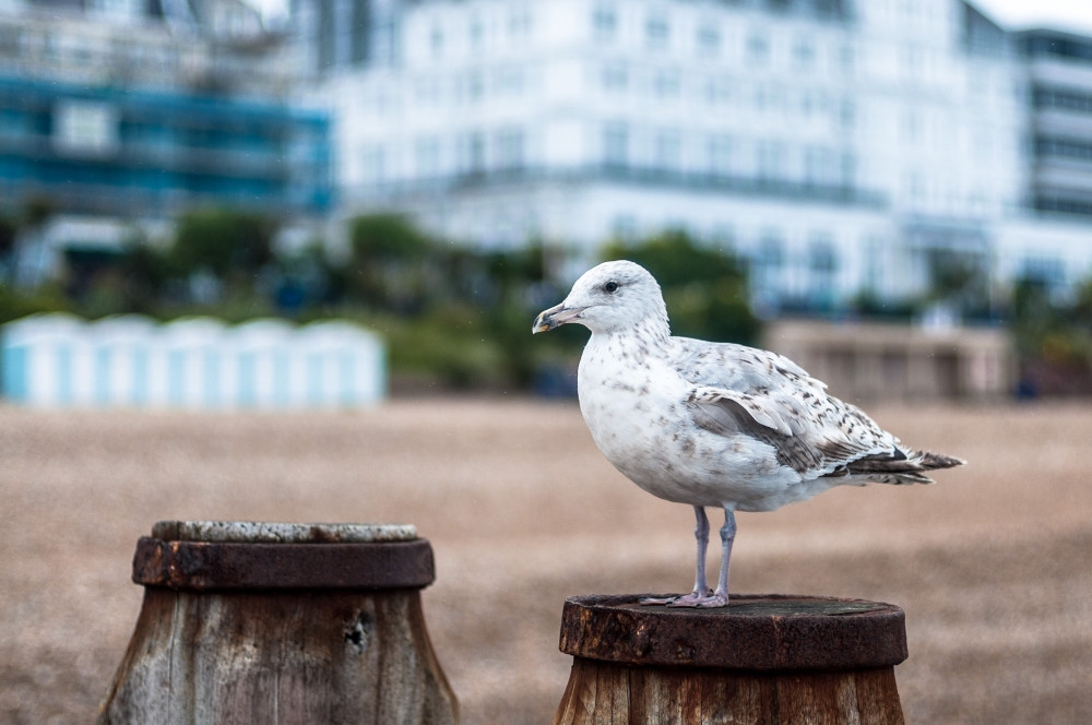 Seagull