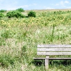 Bench