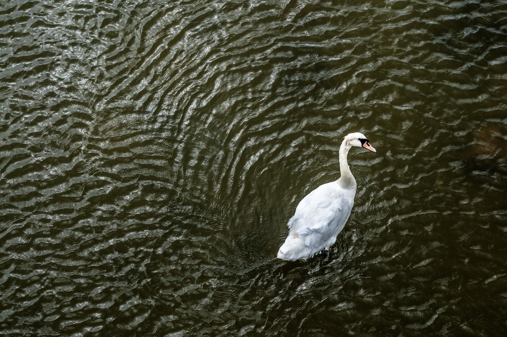 Swan