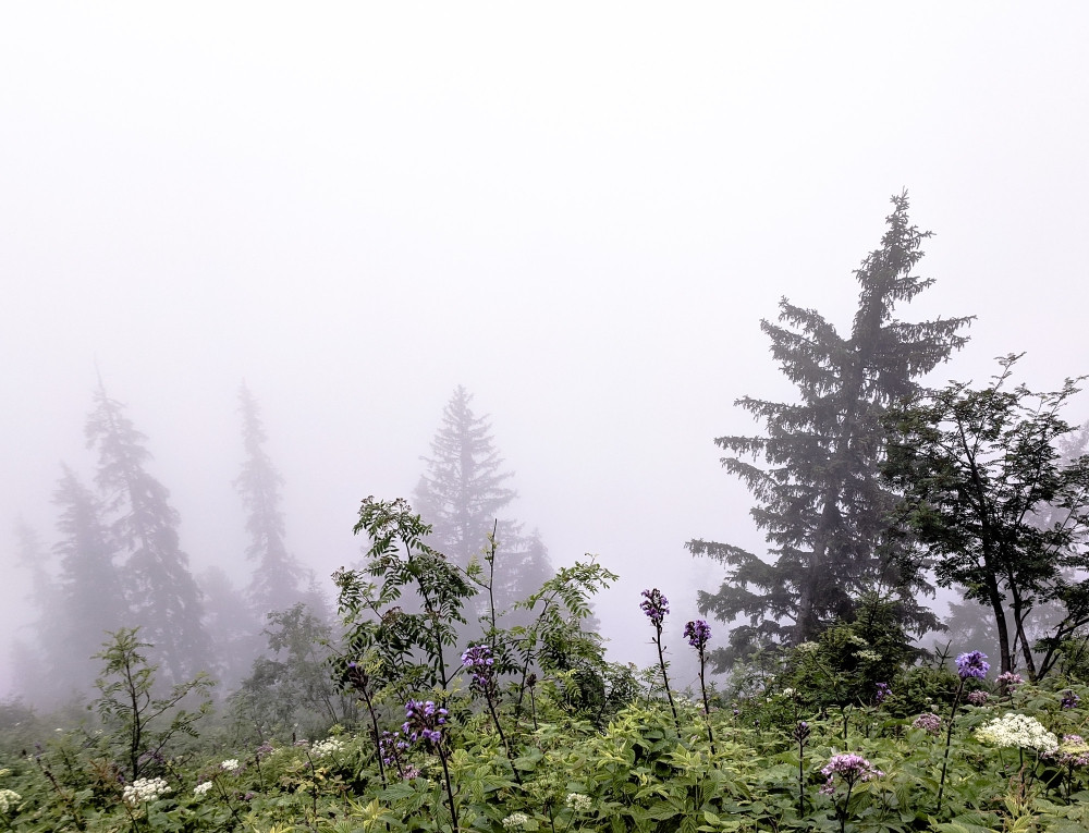 Trees in the Mist