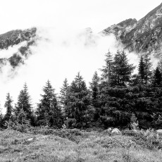 Cloudy Forest