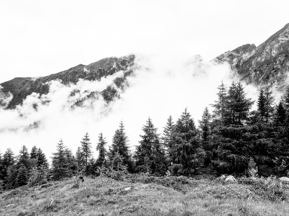 Cloudy Forest