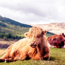 Highland Cattle