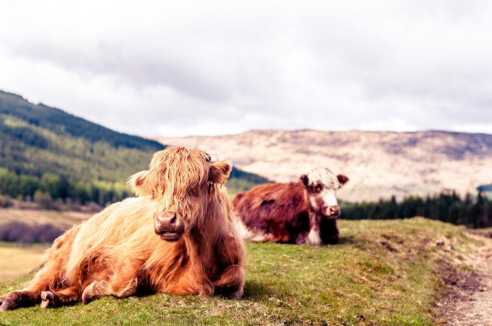 Highland Cattle