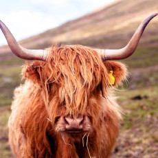 Highland Cattle