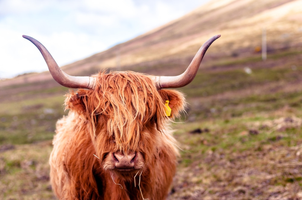 Highland Cattle