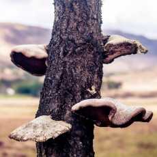 Bracket Fungi