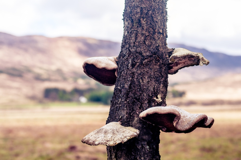 Bracket Fungi