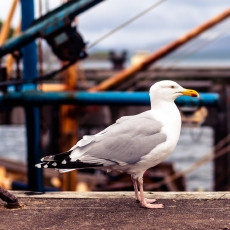 Seagull