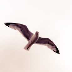 Seagull