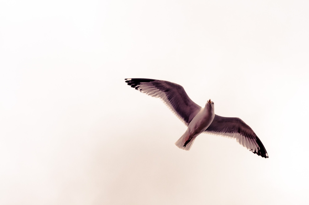 Seagull