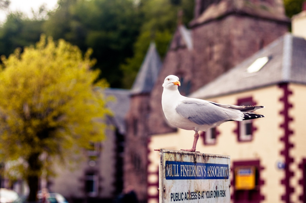 Seagull