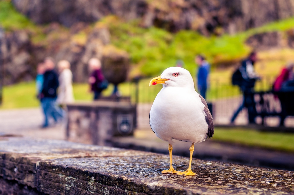 Seagull